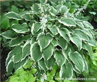 2dc4f628-Hosta 'Crispula'.jpg
